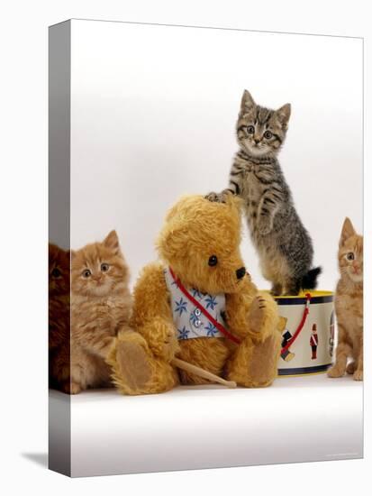 Domestic Cat, Two Ginger Kittens and a Tabby with Ginger Teddy Bear-Jane Burton-Premier Image Canvas