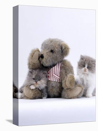 Domestic Cat, Two Persian Kittens with Teddy Bear-Jane Burton-Premier Image Canvas