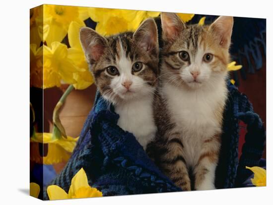 Domestic Cat, Two Tabby-Tortoiseshell-And-White Kittens in Blue Bag with Daffodils-Jane Burton-Premier Image Canvas