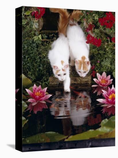 Domestic Cat, Two Turkish Van Kittens Watch and Try to Catch Goldfish in Garden Pond-Jane Burton-Premier Image Canvas