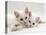 Domestic Cat, Two White Persian-Cross Kittens, One Odd-Eyed-Jane Burton-Premier Image Canvas