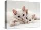 Domestic Cat, Two White Persian-Cross Kittens, One Odd-Eyed-Jane Burton-Premier Image Canvas