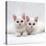 Domestic Cat, White Semi-Longhair Turkish Angora Kittens, One with Odd Eyes-Jane Burton-Premier Image Canvas