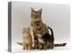 Domestic Cat, with Two of Her 6-Week Kittens-Jane Burton-Premier Image Canvas