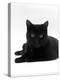 Domestic Cat, Young Black Male-Jane Burton-Premier Image Canvas