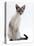 Domestic Cat, Young Tabby Point Siamese-Jane Burton-Premier Image Canvas