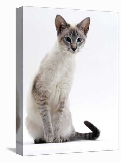 Domestic Cat, Young Tabby Point Siamese-Jane Burton-Premier Image Canvas