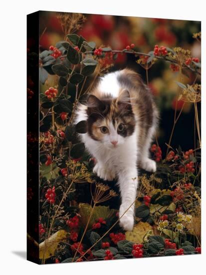Domestic Cat, Young Tortoiseshell-And-White Among Cotoneaster Berries and Ground Elder Seedheads-Jane Burton-Premier Image Canvas
