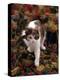 Domestic Cat, Young Tortoiseshell-And-White Among Cotoneaster Berries and Ground Elder Seedheads-Jane Burton-Premier Image Canvas