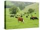 Domestic Cattle on Grazing Meadows, Peak District Np, Derbyshire, UK-Gary Smith-Premier Image Canvas