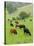 Domestic Cattle on Grazing Meadows, Peak District Np, Derbyshire, UK-Gary Smith-Premier Image Canvas