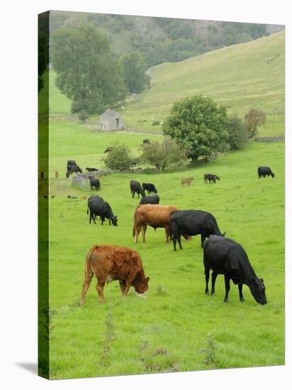 Domestic Cattle on Grazing Meadows, Peak District Np, Derbyshire, UK-Gary Smith-Premier Image Canvas