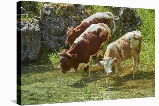 domestic cattles, Bos primigenius Taurus, lake, shore, frontal, stand, drink-David & Micha Sheldon-Stretched Canvas