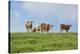 domestic cattles, Bos primigenius Taurus, meadow, frontal, stand, looking into camera-David & Micha Sheldon-Premier Image Canvas