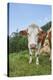 domestic cattles, Bos primigenius Taurus, meadow, frontal, stand, looking into camera-David & Micha Sheldon-Premier Image Canvas