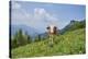 domestic cattles, Bos primigenius Taurus, meadow, frontal, stand, looking into camera-David & Micha Sheldon-Stretched Canvas