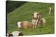 domestic cattles, Bos primigenius Taurus, meadow, frontal, stand, looking into camera-David & Micha Sheldon-Premier Image Canvas