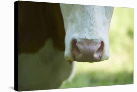 domestic cattles, Bos primigenius Taurus, mouth, nose, detail, head-on-David & Micha Sheldon-Stretched Canvas