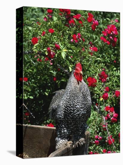 Domestic Chicken, Barred Rock Cochin Bantam Rooster, Iowa, USA-Lynn M^ Stone-Premier Image Canvas