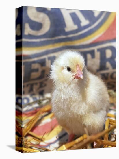 Domestic Chicken Chick, USA-Lynn M. Stone-Premier Image Canvas