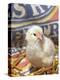 Domestic Chicken Chick, USA-Lynn M. Stone-Premier Image Canvas