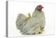Domestic Chicken Hen and Chicks-null-Premier Image Canvas
