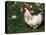 Domestic Chicken, Rooster Amongst Daffodils, USA-Lynn M. Stone-Premier Image Canvas