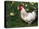 Domestic Chicken, Rooster Amongst Daffodils, USA-Lynn M. Stone-Premier Image Canvas