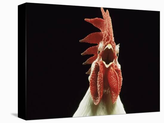 Domestic Chicken, White Leghorn Cockerel Crowing-Jane Burton-Premier Image Canvas