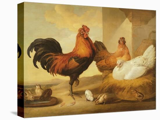 Domestic Cock, Hens and Chicks, 1655-Francis Barlow-Premier Image Canvas