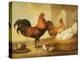 Domestic Cock, Hens and Chicks, 1655-Francis Barlow-Premier Image Canvas