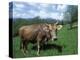 Domestic Cow, Grazing in Unimproved Pasture Tatra Mountains, Slovakia-Pete Cairns-Premier Image Canvas