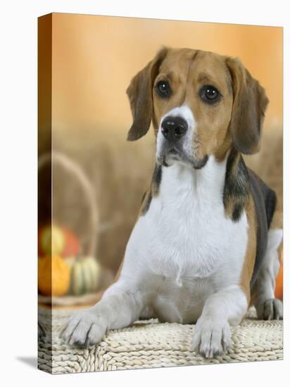 Domestic Dog, Beagle-Petra Wegner-Premier Image Canvas