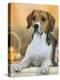 Domestic Dog, Beagle-Petra Wegner-Premier Image Canvas