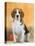 Domestic Dog, Beagle-Petra Wegner-Premier Image Canvas