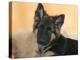 Domestic Dog, German Shepherd Alsatian Juvenile. 5 Months Old-Petra Wegner-Premier Image Canvas