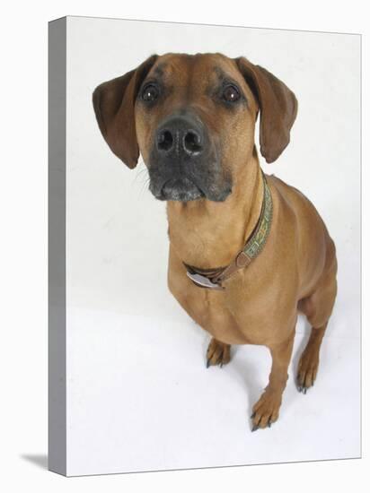 Domestic Dog, Rhodesian Ridgeback Looking Up-Petra Wegner-Premier Image Canvas