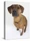 Domestic Dog, Rhodesian Ridgeback Looking Up-Petra Wegner-Premier Image Canvas