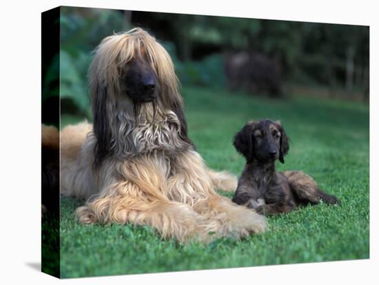 Domestic Dogs, Afghan Hound Lying on Grass with Puppy-Adriano Bacchella-Premier Image Canvas