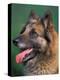 Domestic Dogs, Belgian Malinois / Shepherd Dog Face Portrait-Adriano Bacchella-Premier Image Canvas