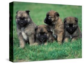 Domestic Dogs, Belgian Malinois / Shepherd Dog Puppies Sitting / Lying Together-Adriano Bacchella-Premier Image Canvas