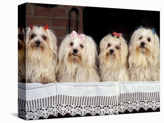 Domestic Dogs, Four Maltese Dogs Sitting in a Row, All with Bows in Their Hair-Adriano Bacchella-Premier Image Canvas