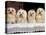 Domestic Dogs, Four Maltese Dogs Sitting in a Row, All with Bows in Their Hair-Adriano Bacchella-Premier Image Canvas