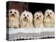 Domestic Dogs, Four Maltese Dogs Sitting in a Row, All with Bows in Their Hair-Adriano Bacchella-Premier Image Canvas