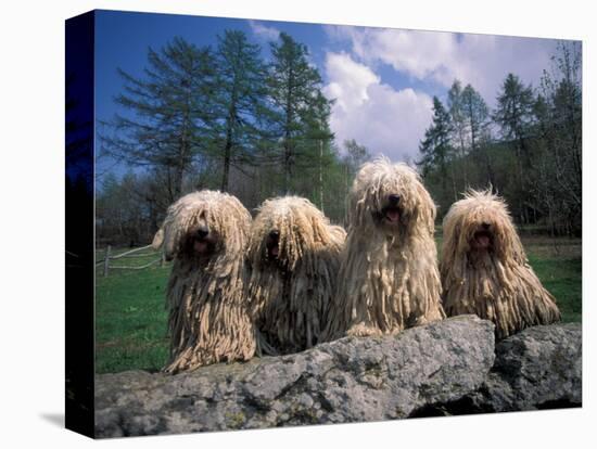 Domestic Dogs, Four Pulik / Hungarian Water Dogs Sitting Together on a Rock-Adriano Bacchella-Premier Image Canvas