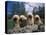 Domestic Dogs, Four Pulik / Hungarian Water Dogs Sitting Together on a Rock-Adriano Bacchella-Premier Image Canvas