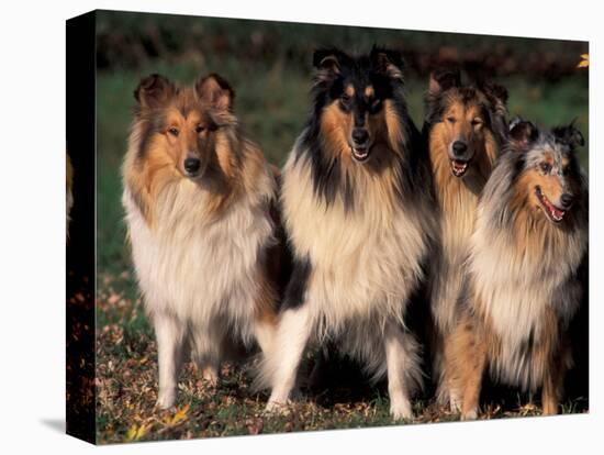 Domestic Dogs, Four Rough Collies Sitting Together-Adriano Bacchella-Premier Image Canvas