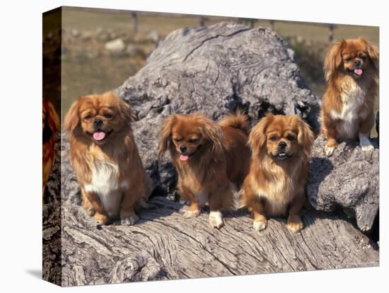 Domestic Dogs, Four Tibetan Spaniels on Rocks-Adriano Bacchella-Premier Image Canvas