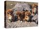 Domestic Dogs, Four Tibetan Spaniels on Rocks-Adriano Bacchella-Premier Image Canvas