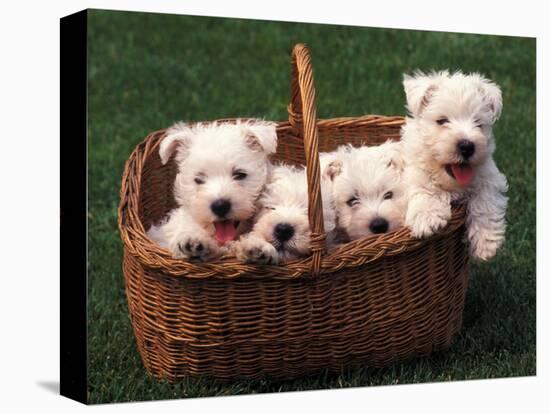 Domestic Dogs, Four West Highland Terrier / Westie Puppies in a Basket-Adriano Bacchella-Premier Image Canvas